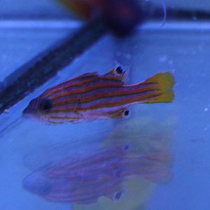 Liopropoma swalesi - Swales' basslet