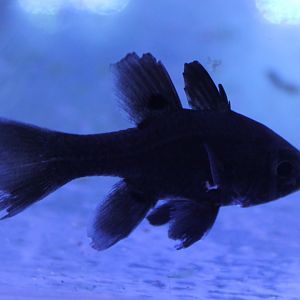 Black cardinalfish - Apagon melas