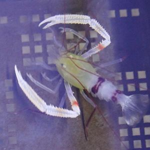 Stenopus zanzibaricus