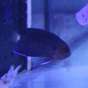 Centropyge flavicauda