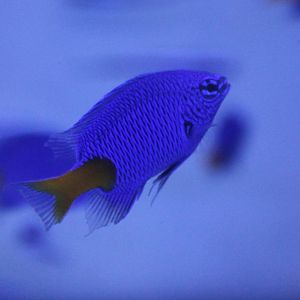 Chrysiptera parasema