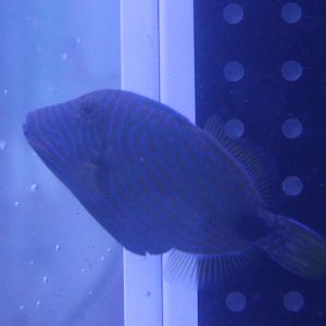 Balistapus undulatus