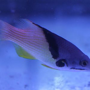 Bodianus  mesothorax