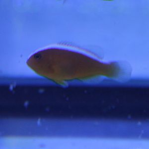 Yellow clownfish - Amphiprion sandaracinon