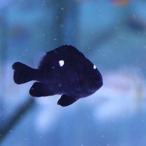 IMG_4787 Dascyllus Trimaculatus