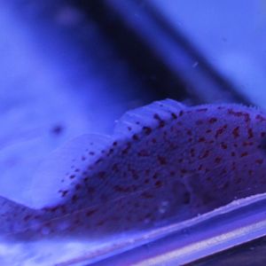 IMG_4806  Caracanthus Madagascariensis