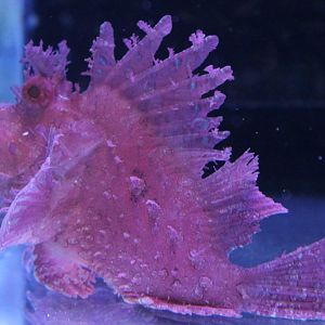 IMG_4817 Rhinopias Eschmeyeri