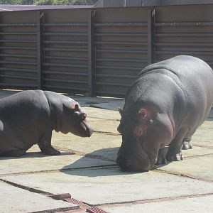 nile hippos