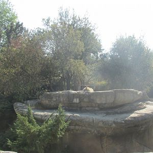 mexican wolf exhibit