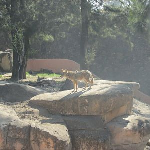 coyote exhibit
