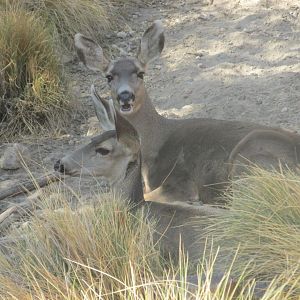mule deer