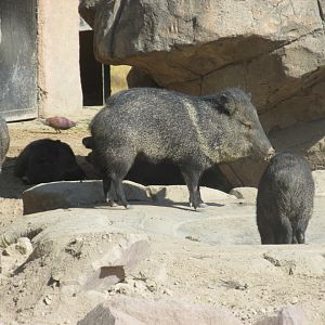 collared peccaries