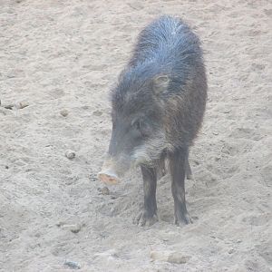 white lipped peccary
