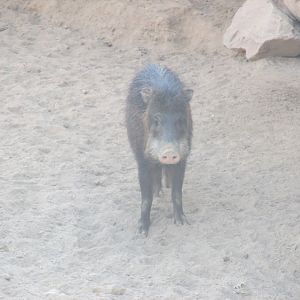 white lipped peccary