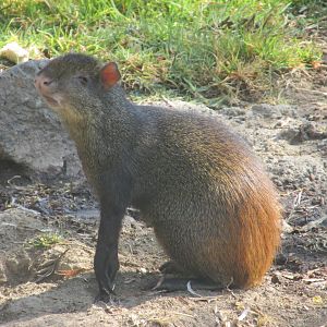 mexican agouti
