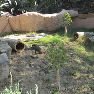 mexican agouti exhibit