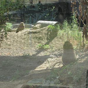 burrowing owl and prarie dog