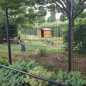 Sarus crane-enclosure