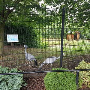 Blue crane-enclosure