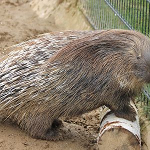 Indian crested porcupine