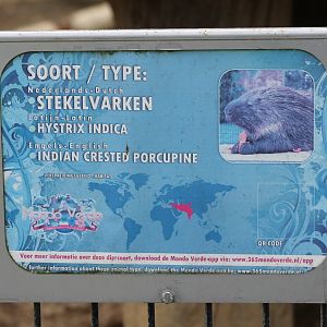 Sign Indian crested porcupine