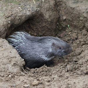 Young Indian crested porcupine