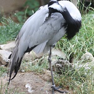 Demoiselle crane