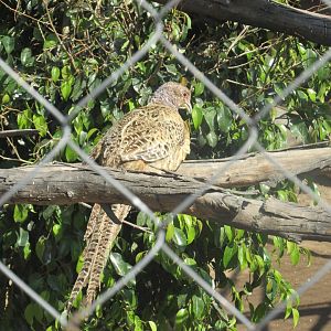 female ring necked pheasant