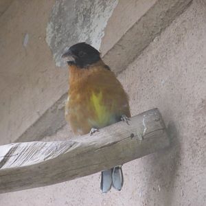 black headed grosbeak