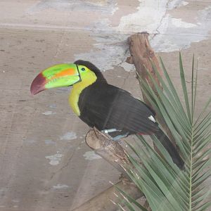 keel billed toucan