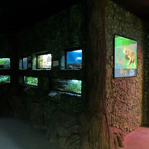 Life On A Limb - Amphibian Exhibits