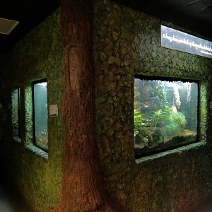 Life On A Limb - Amphibian Exhibits