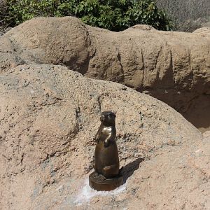 Black-tailed Prairie Dog Exhibit