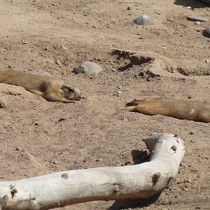 Black-tailed Prairie Dog Exhibit