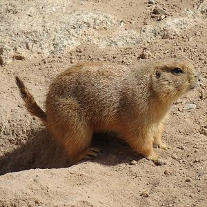 Black-tailed Prairie Dog Exhibit