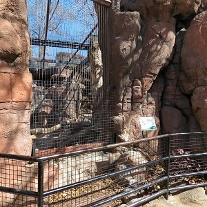 Catwalk - Mountain Lion Exhibit