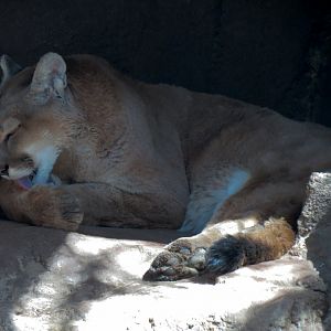 Catwalk - Mountain Lion Exhibit