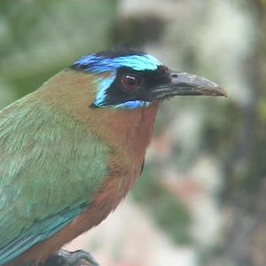 Blue-crowned Motmot