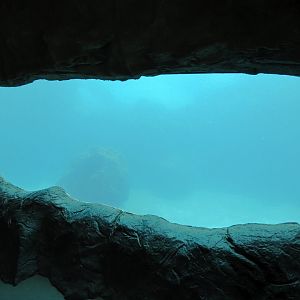 Inukshuk Bay - Cave View of Polar Bear Exhibit Underwater Area