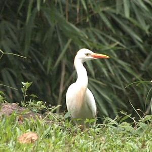 Snowy egret