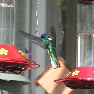 Hummingbird ID.