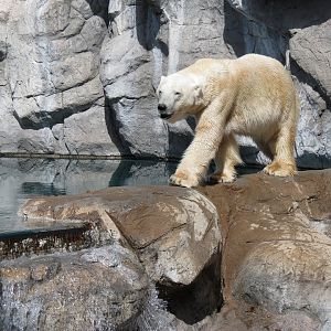 Inukshuk Bay - Polar Bear Exhibit