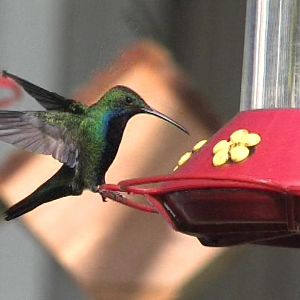 Hummingbird 2 ID.