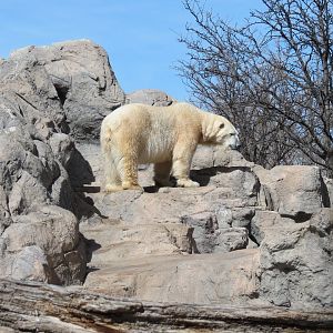 Inukshuk Bay - Polar Bear Exhibit