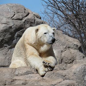 Inukshuk Bay - Polar Bear Exhibit