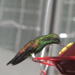 Hummingbird 4 ID