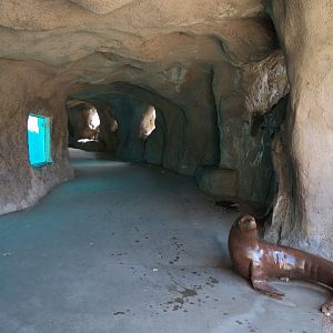 Seals & Sea Lions - Underwater Viewing Area