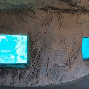 Seals & Sea Lions - Underwater Viewing Area
