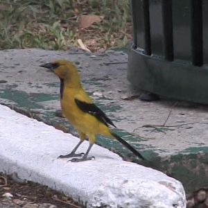 Yellow oriole