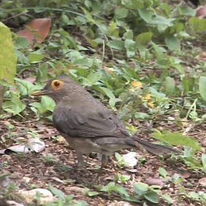 Bare-eyed thrush